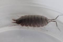 Porcellionides pruinosus