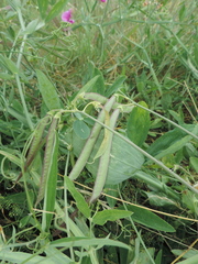 Lathyrus latifolius