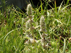 Stachys albens