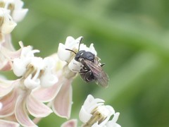 Hylaeus