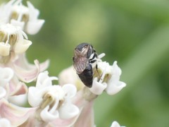 Hylaeus
