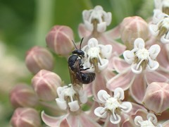 Hylaeus