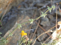 Galium parishii