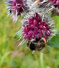 Bombus ruderarius
