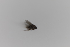 Diptera