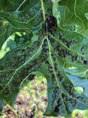 Melikaiella ostensackeni