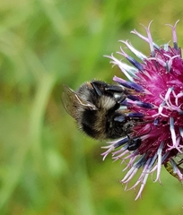 Bombus ruderarius