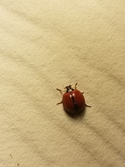 Harmonia axyridis