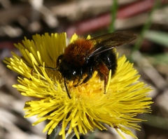 Andrena clarkella