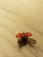 Harmonia axyridis