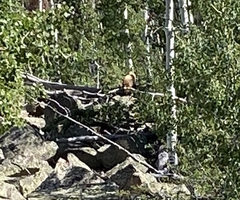 Ursus americanus cinnamomum