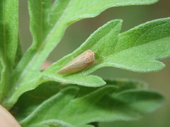 Agallia quadripunctata