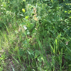 Heuchera richardsonii