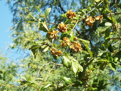 Serjania brachycarpa