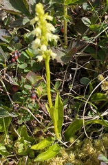 Pseudorchis straminea