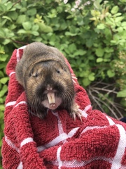 Thomomys bulbivorus