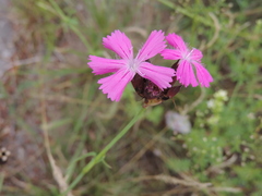 Dianthus carthusianorum