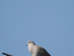 Streptopelia decaocto