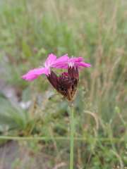 Dianthus carthusianorum