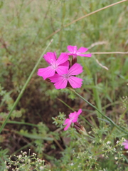 Dianthus carthusianorum