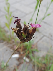 Dianthus carthusianorum