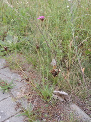 Dianthus carthusianorum