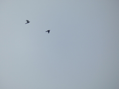 Turdus torquatus
