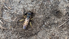 Philanthus triangulum