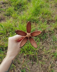 Cedrela fissilis