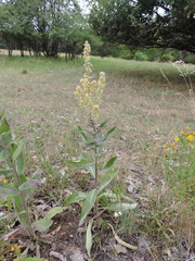 Verbascum lychnitis