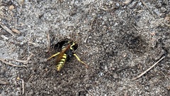 Philanthus triangulum