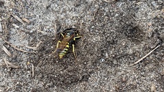 Philanthus triangulum