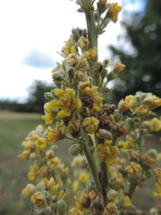 Verbascum lychnitis