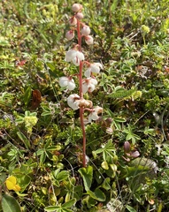 Pyrola rotundifolia norvegica