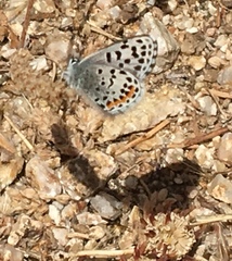 Euphilotes enoptes smithi