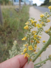 Verbascum lychnitis