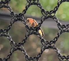 Photinus pyralis