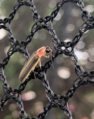 Photinus pyralis
