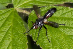 Cylindromyia