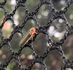 Photinus pyralis