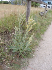 Verbascum lychnitis