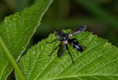 Cylindromyia