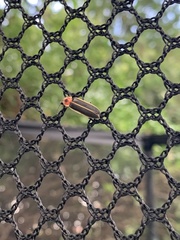 Photinus pyralis