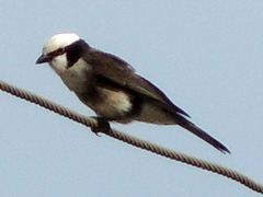 Eurocephalus ruppelli