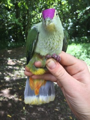 Ptilinopus porphyraceus