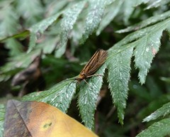 Nerophilus californicus