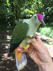 Ptilinopus porphyraceus