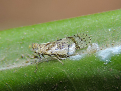 Oecleus