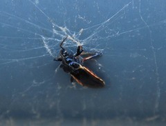 Ectrychotes andreae