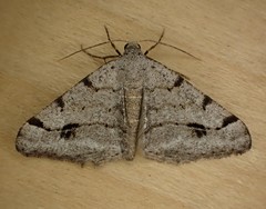 Digrammia denticulata